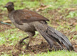 Superb Lyrebird