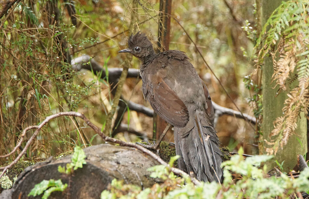 Superb Lyrebird female