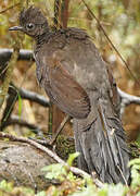 Superb Lyrebird