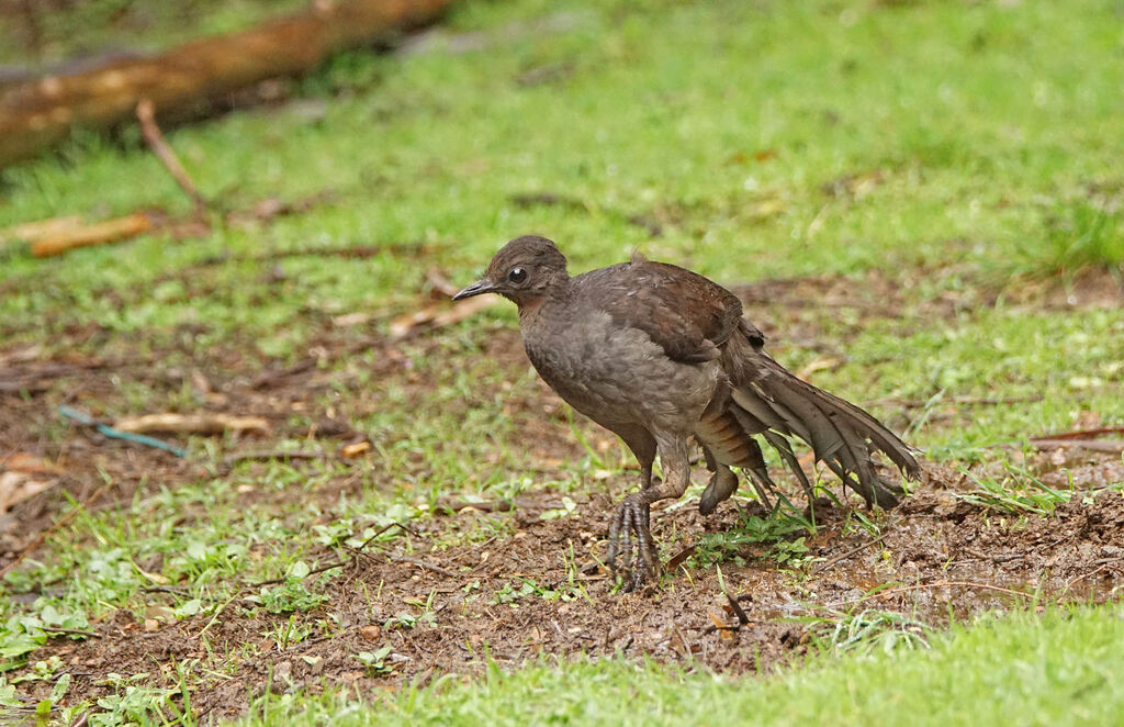 Superb Lyrebird female