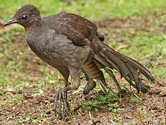 Superb Lyrebird