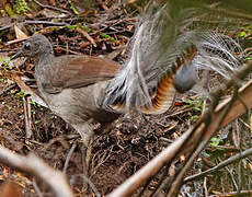 Superb Lyrebird