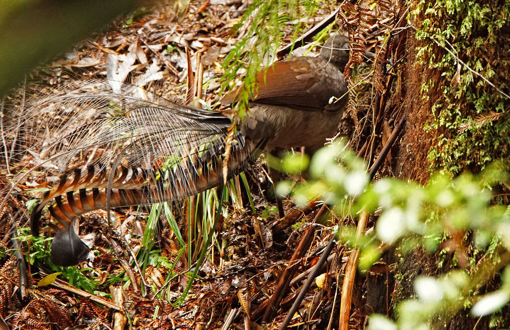 Superb Lyrebird male