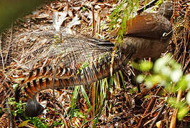 Superb Lyrebird