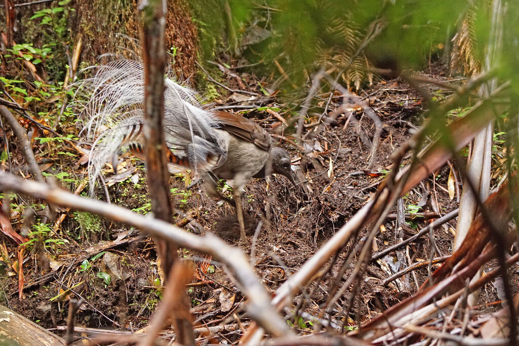 Superb Lyrebird male