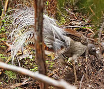 Superb Lyrebird