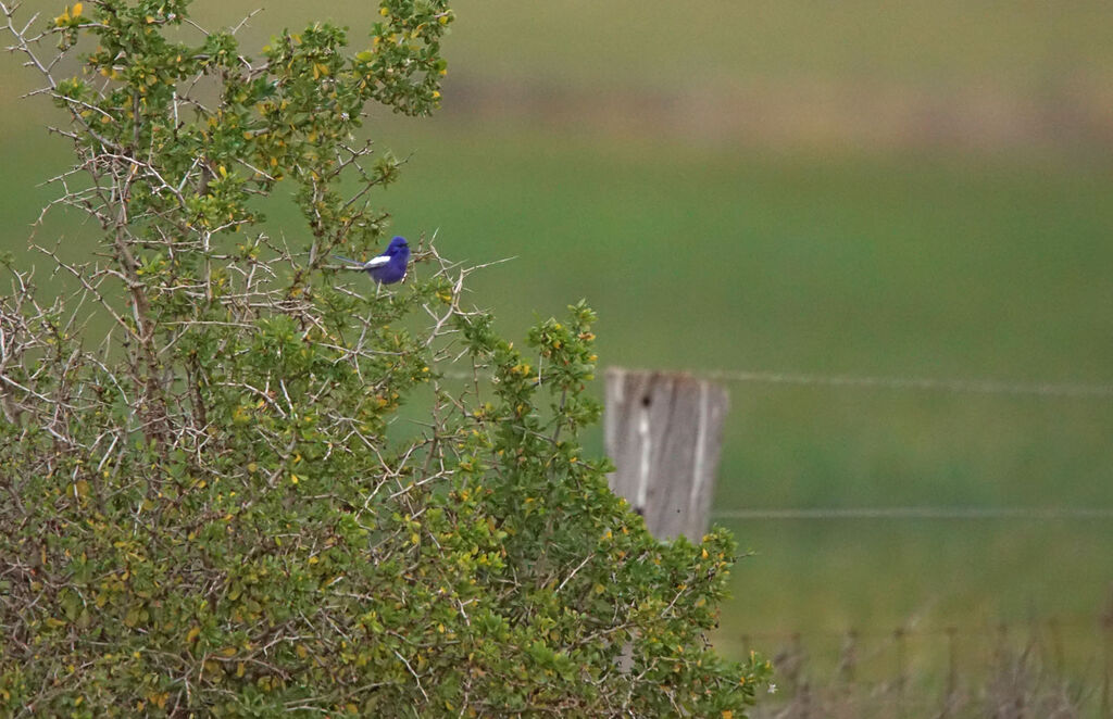 White-winged Fairywren