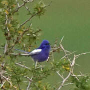 White-winged Fairywren