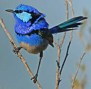 Splendid Fairywren