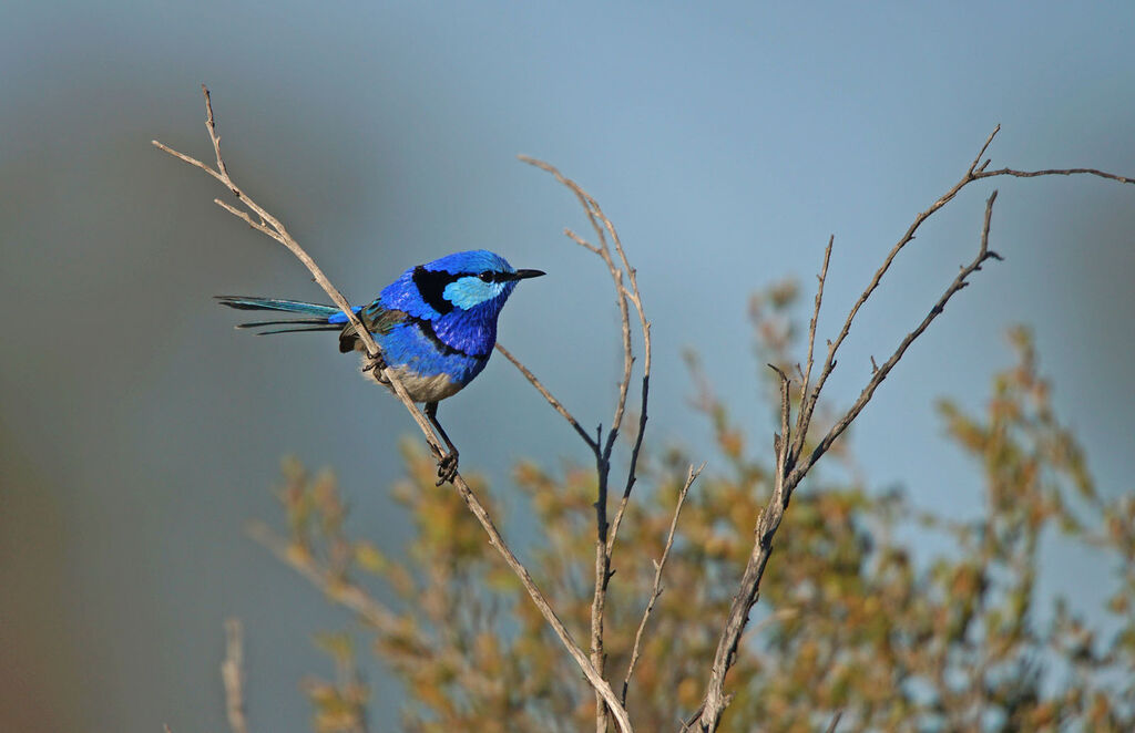 Splendid Fairywren male adult