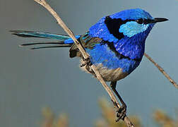 Splendid Fairywren