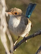 Splendid Fairywren