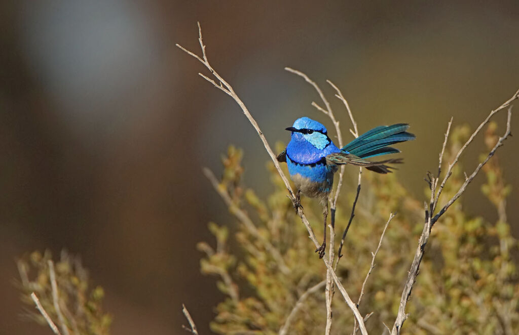 Splendid Fairywren