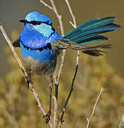 Splendid Fairywren