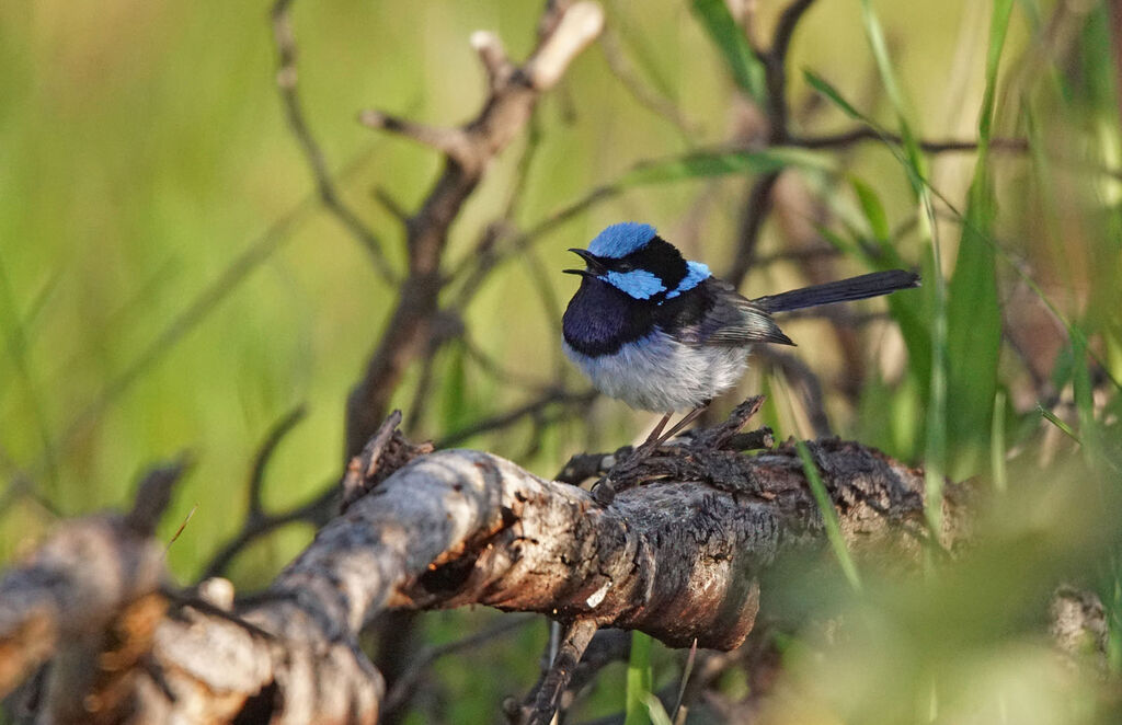 Superb Fairywren male adult