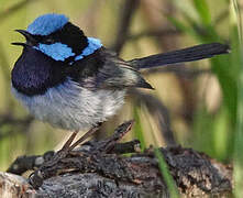 Superb Fairywren