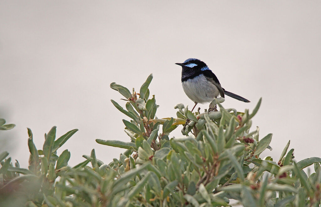 Superb Fairywren