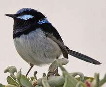 Superb Fairywren