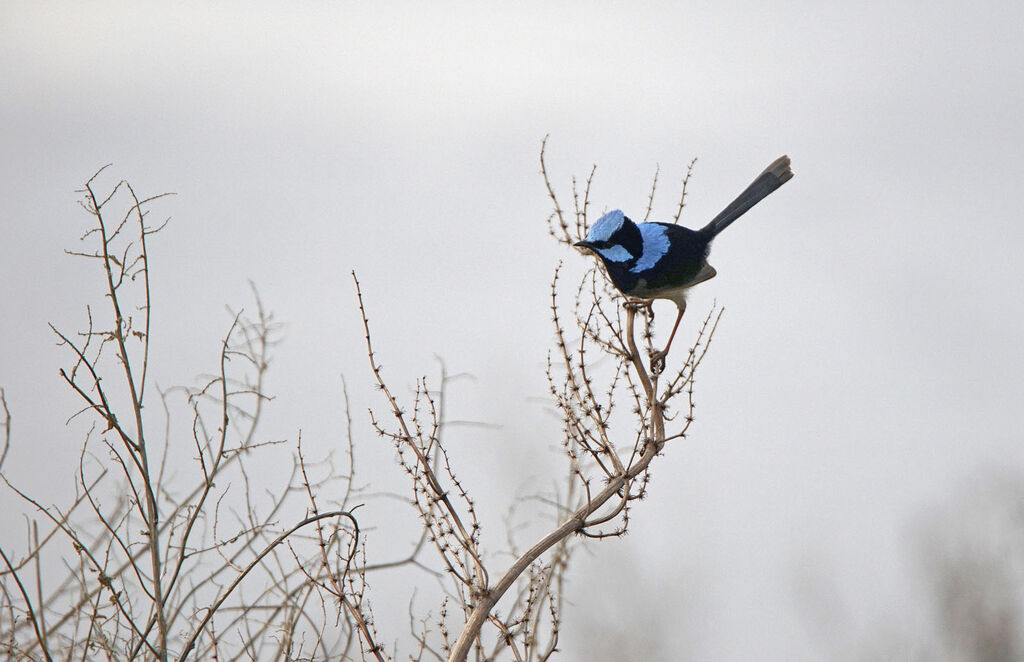 Superb Fairywren male adult