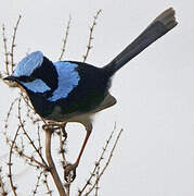 Superb Fairywren