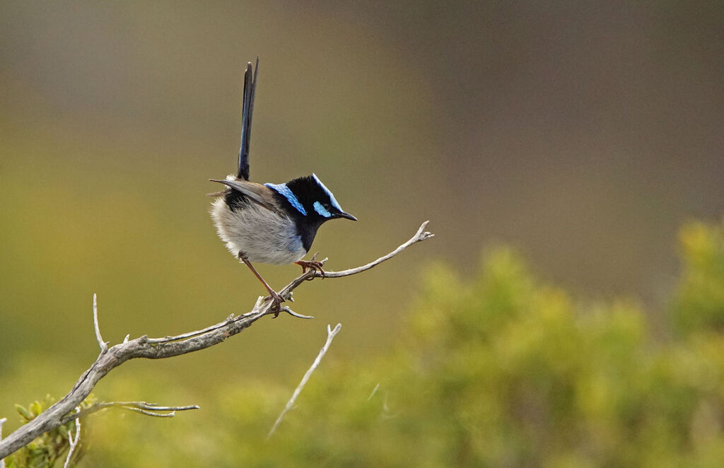 Superb Fairywren male adult