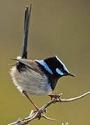 Superb Fairywren