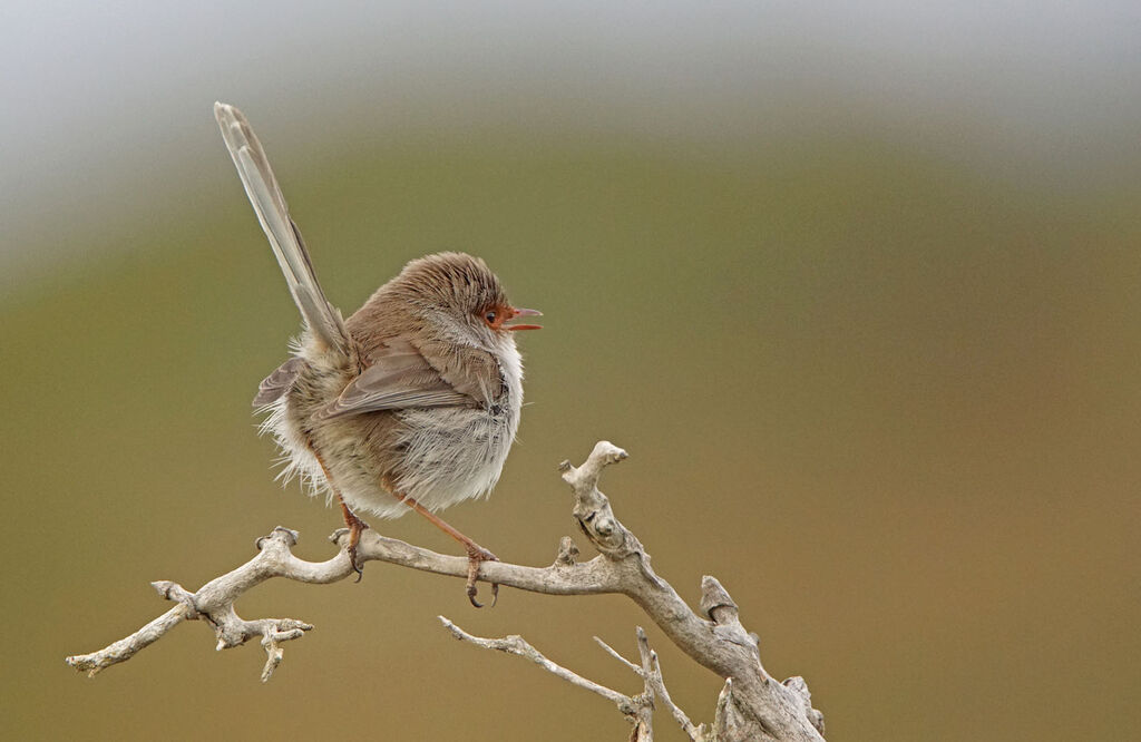 Superb Fairywren female adult