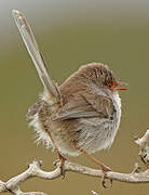 Superb Fairywren