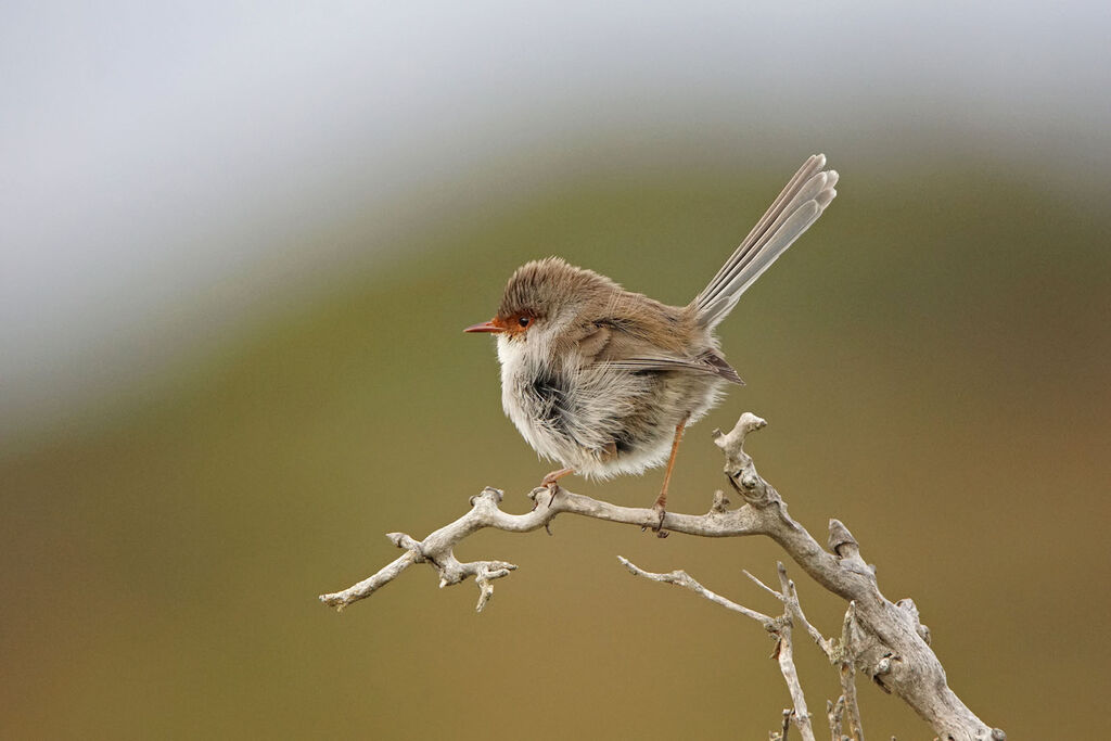 Superb Fairywren female adult