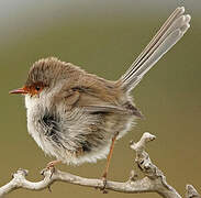 Superb Fairywren