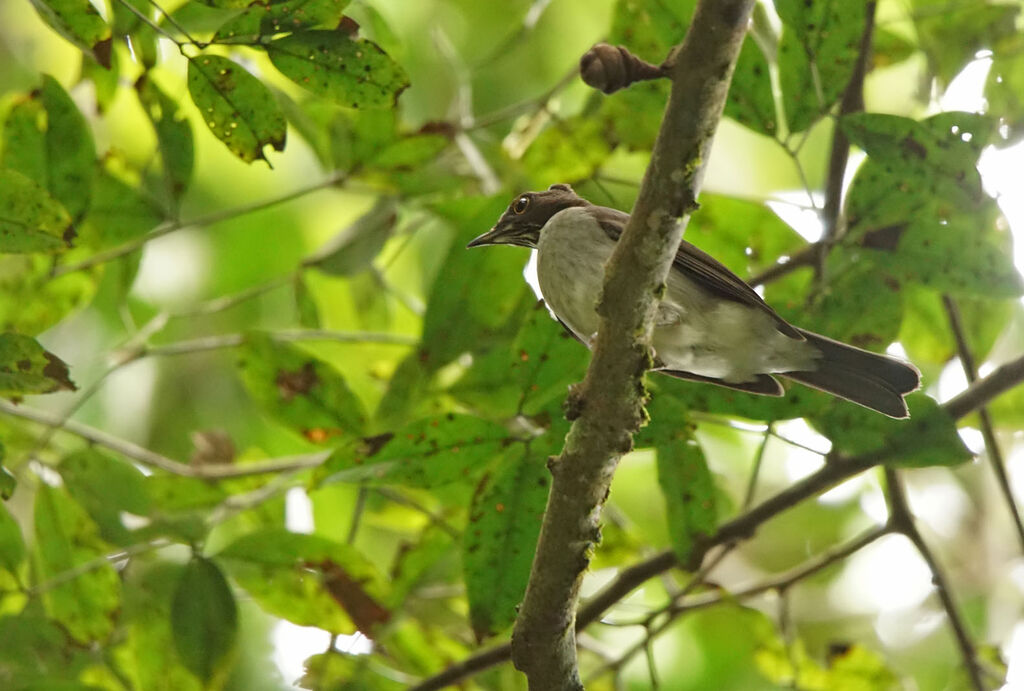 White-necked Thrush