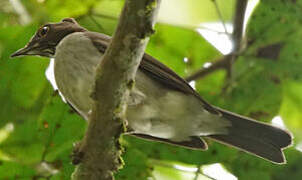 White-necked Thrush