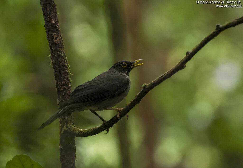 White-throated Thrush