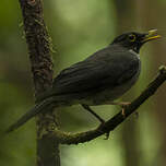 Merle à gorge blanche