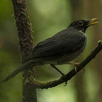 Merle à gorge blanche