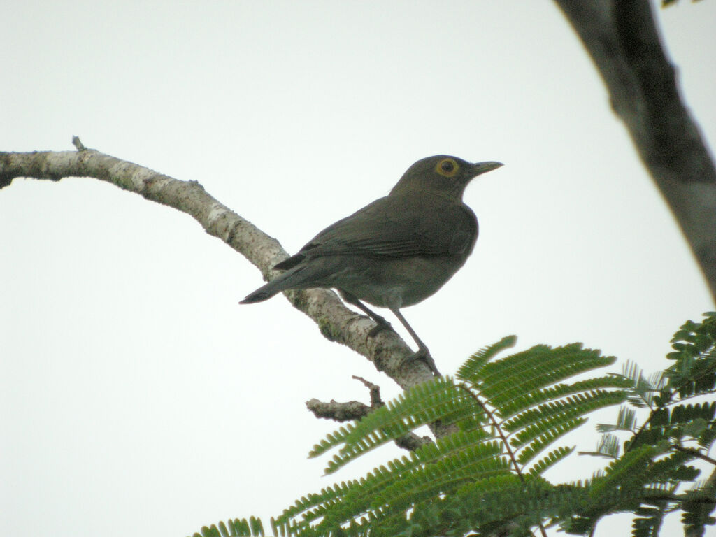 Spectacled Thrush