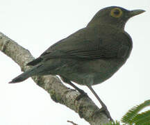 Spectacled Thrush