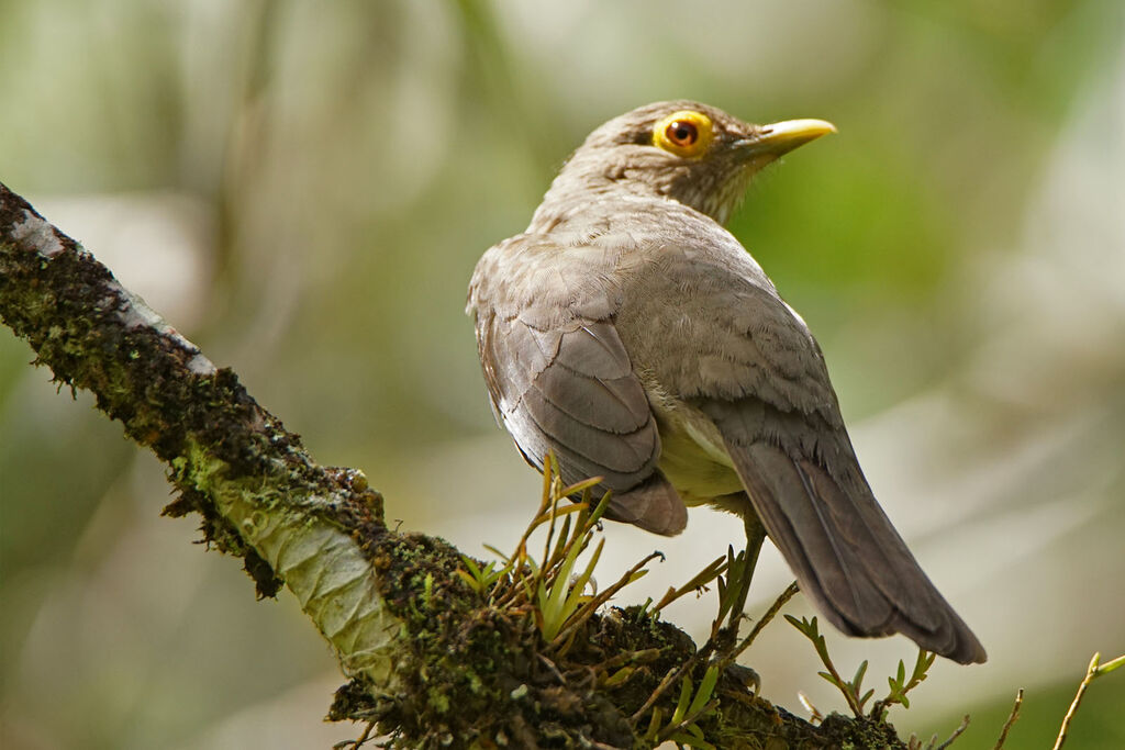 Spectacled Thrush