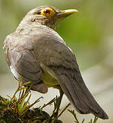 Spectacled Thrush