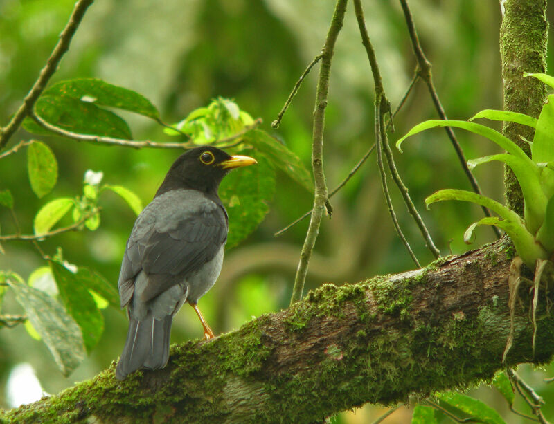 Yellow-legged Thrush