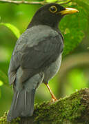 Yellow-legged Thrush