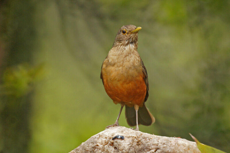 Rufous-bellied Thrush