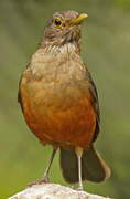 Rufous-bellied Thrush