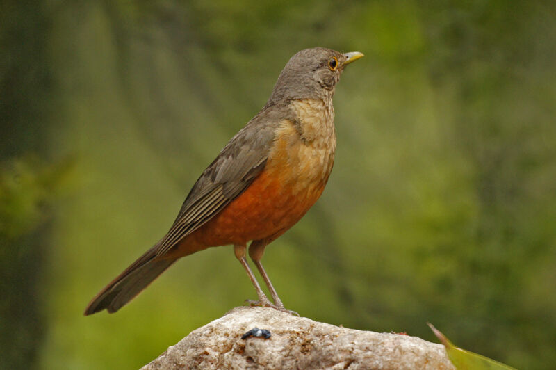 Rufous-bellied Thrush