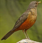 Rufous-bellied Thrush