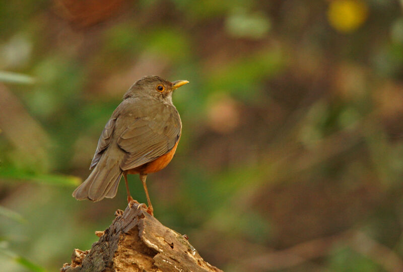 Rufous-bellied Thrush