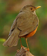 Rufous-bellied Thrush