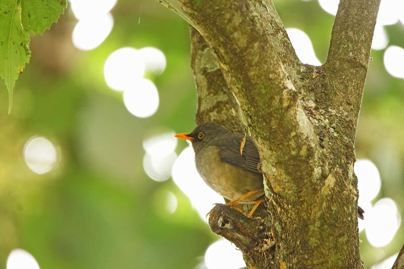 Abyssinian Thrush