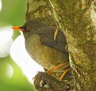 Abyssinian Thrush