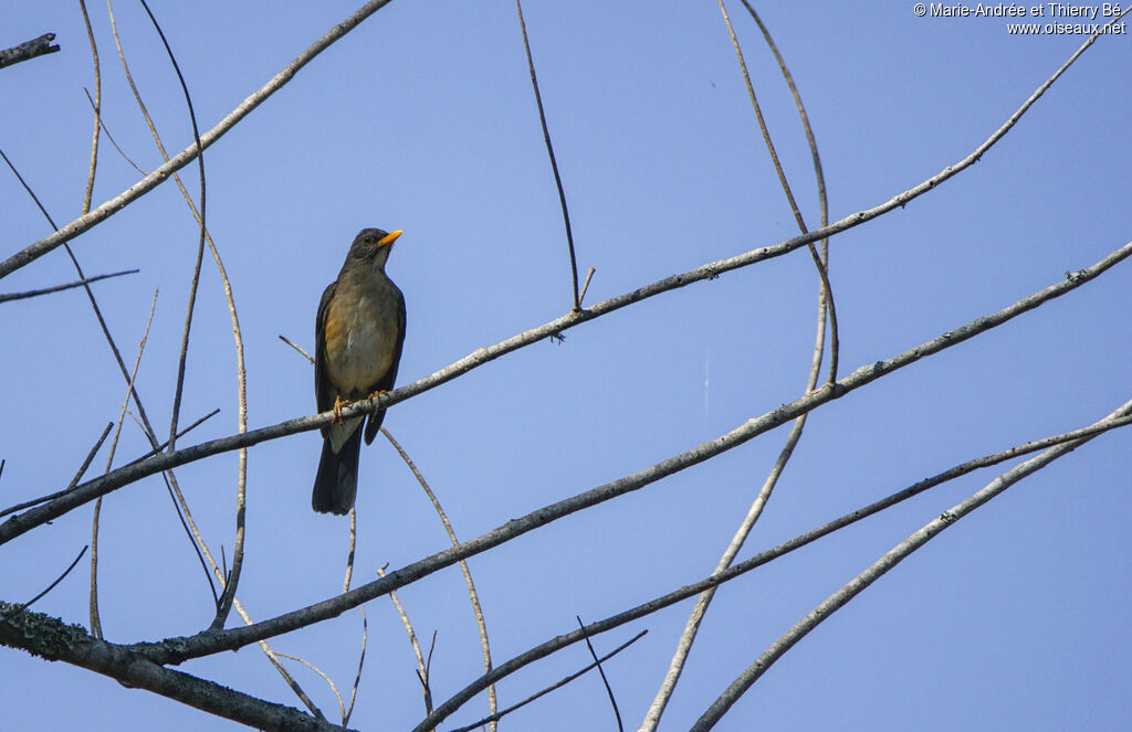 African Thrush